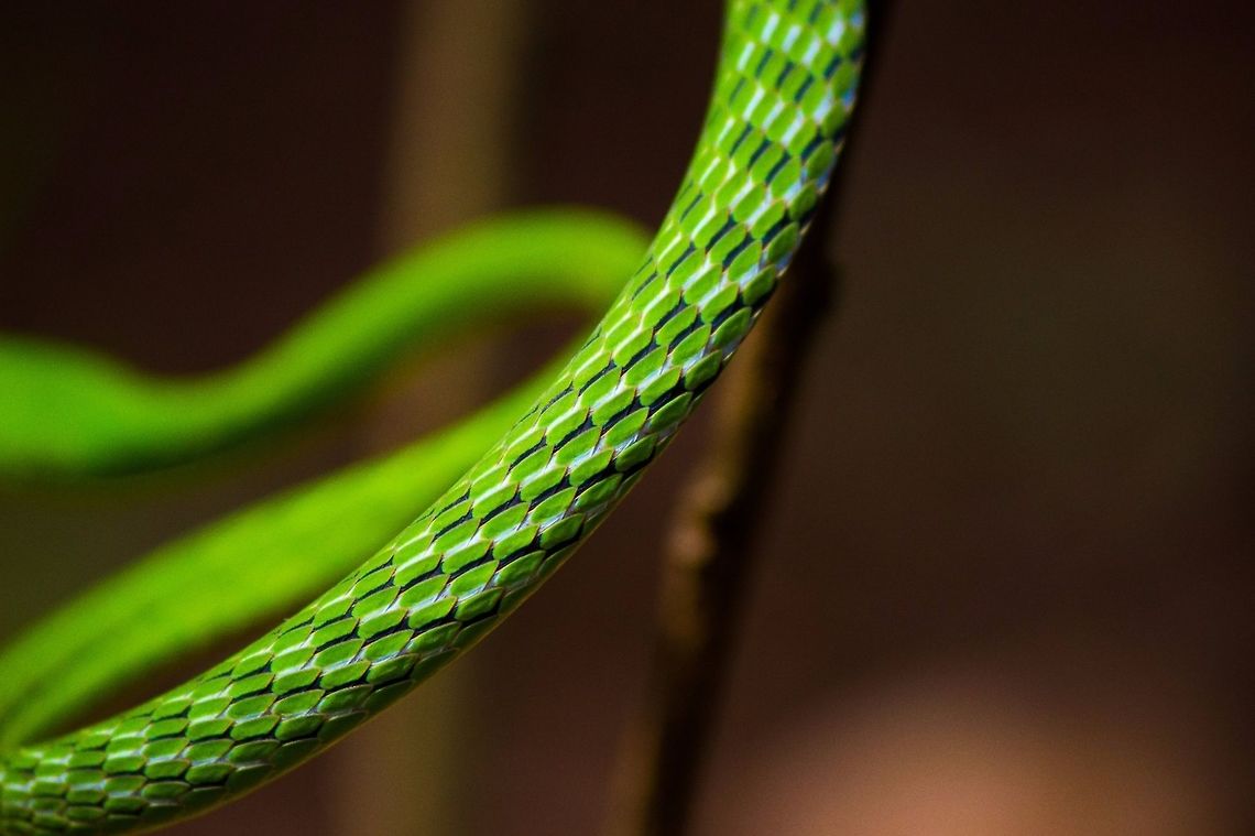 Not just the head but the scales are beautiful too The green vine snake one of the excellent camouflaged creatures of the indian forests posses  an equally unique defense mechanism . The snakes as seen normally (see pic on my profile) are green in color but when the sense danger they just harden their body and just stretch the scales and hence the black and red color beneath is visible to the predator which is a primary defense tactic for the snake , capturing such moments is like an opportunity to showcase the nature&#039;s creations for every wildlifer Ahaetulla nasuta,Green vine snake or Long-nosed whip snake