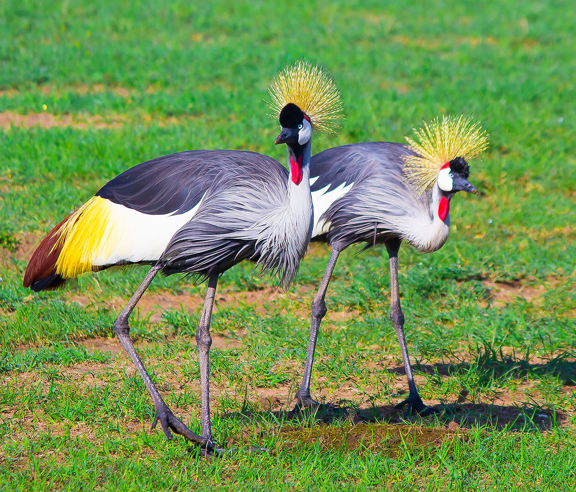 Crowned beauties of the royal grasslands Crowned Cranes from Masai Mara are one of most beautiful species found on the massive plains , The crowned cranes are seen walking royally in their royal abode , With a plumage of beautiful colours and a majestic stance these are the true crowned avians from the Mara  Balearica regulorum,Crane,Grey Crowned Crane,Grey crowned crane,kenya