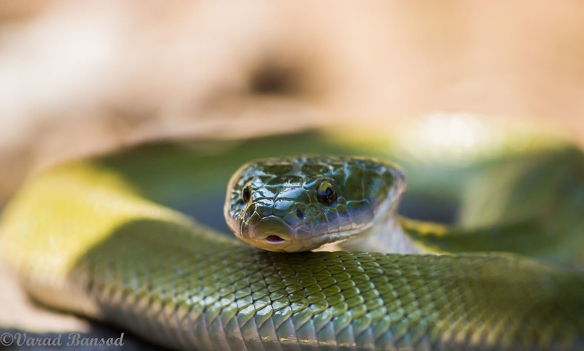 Coiled Beauty A green keelback snake resting  on a rock ! Coiled beautifully this beauty is a treat to eyes !! Green Keelback,Macropisthodon plumbicolor