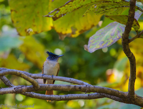 Jewel from birding paradise An Indian Paradise Flycatcher (Female) sitting peacefully and elegantly on a beautiful perch with an equally beautiful background Asian Paradise Flycatcher,Terpsiphone paradisi