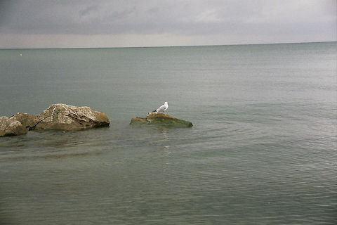 Lonely Gull  Gull,Lake,Seagull,rocks
