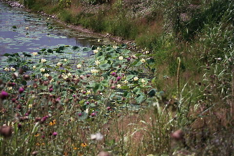 Water Lillies  flowers,lilly,pond,water,water lilly