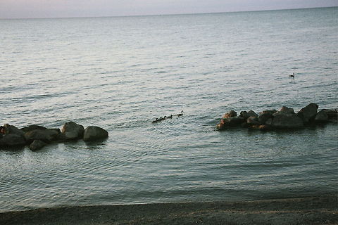 All in a Row  Birds,lake,line,rocks,swimming