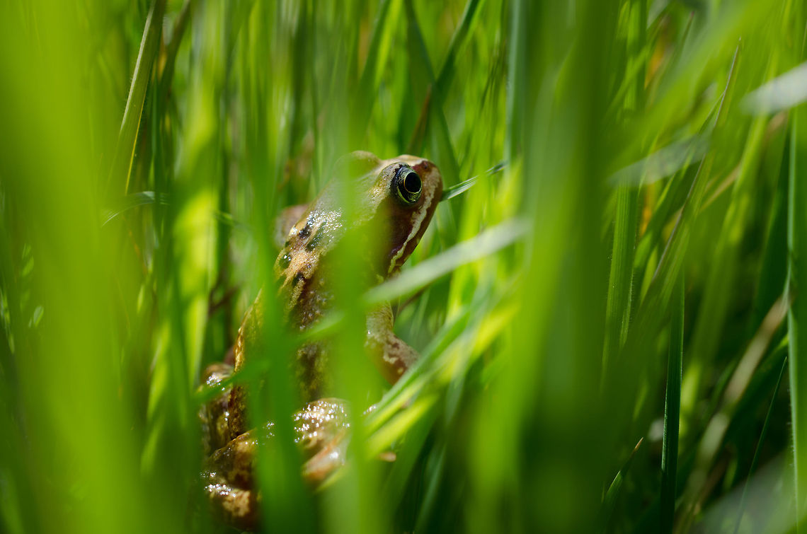 frog  Common frog,Rana temporaria