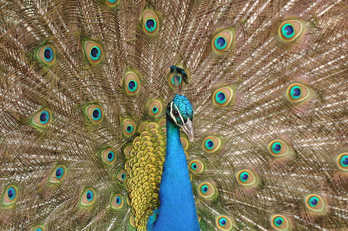 Indian Peacock Peacock( Genus Pavo )at Dublin zoo displaying tail feathers. Birds,Dublin,Dublin Zoo,Indian peafowl,Ireland,Pavo cristatus,Peacock,Peafowl,Zoo,colours,feather detail,pheasant family