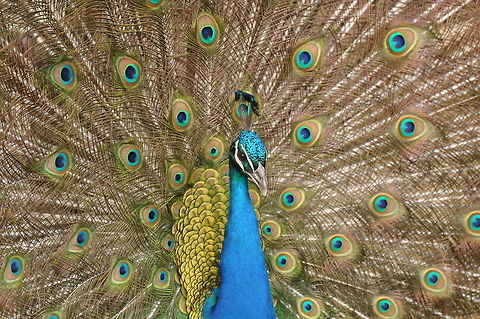 Indian Peacock Peacock( Genus Pavo )at Dublin zoo displaying tail feathers. Birds,Dublin,Dublin Zoo,Indian peafowl,Ireland,Pavo cristatus,Peacock,Peafowl,Zoo,colours,feather detail,pheasant family