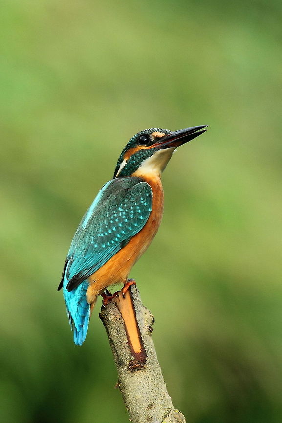 Common Kingfisher  Alcedo atthis,Common Kingfisher