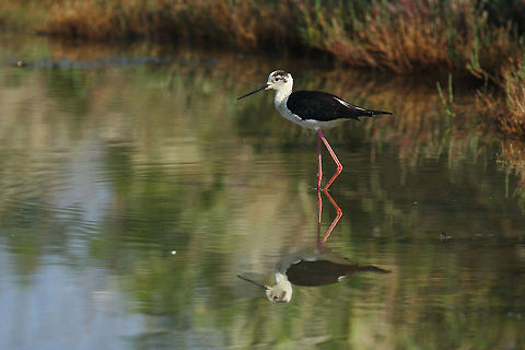 The Black-winged Stilt  Black-winged Stilt,Himantopus himantopus
