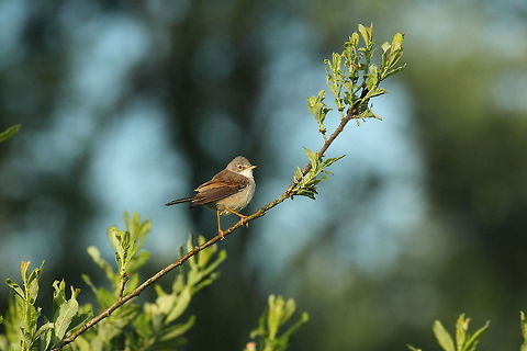 The Common whitethroat  Common whitethroat,Sylvia communis