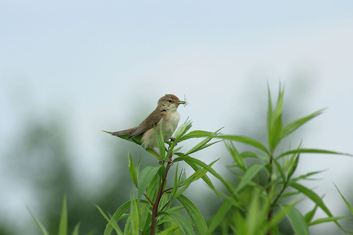 The Marsh Warbler  Acrocephalus palustris,Marsh Warbler