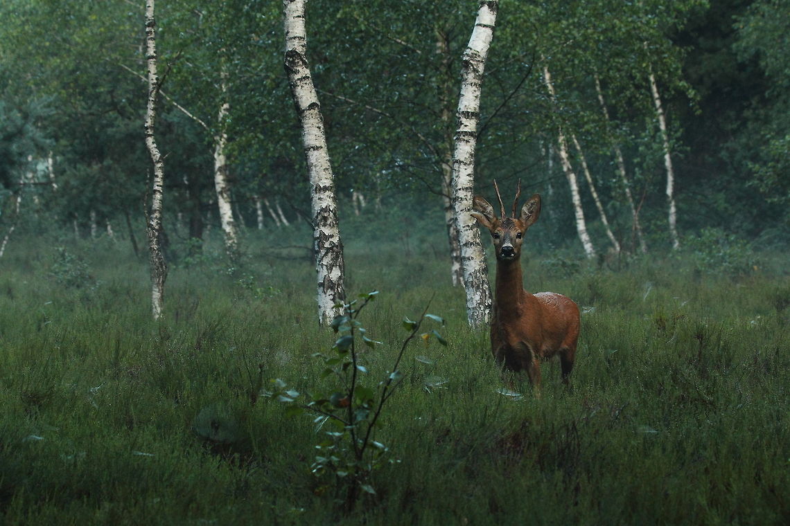 Roebuck  Capreolus capreolus,Geotagged,Roe deer,Slovenia