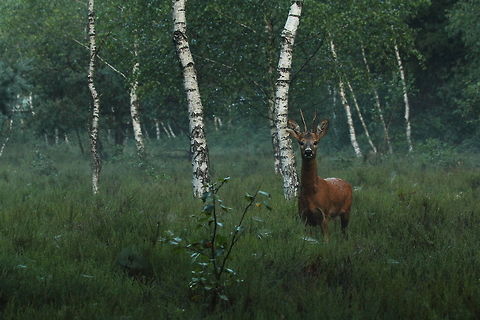Roebuck  Capreolus capreolus,Geotagged,Roe deer,Slovenia
