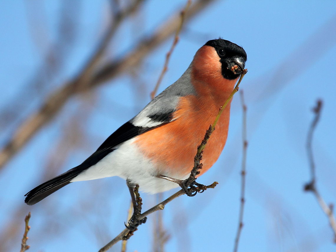 The Bullfinch  Bullfinch,Pyrrhula pyrrhula