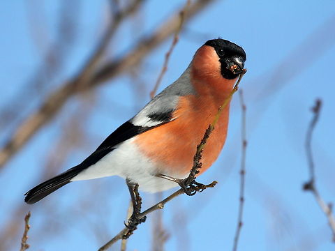 The Bullfinch  Bullfinch,Pyrrhula pyrrhula