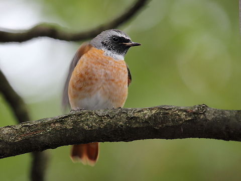 The common redstart  Common Redstart,Phoenicurus phoenicurus