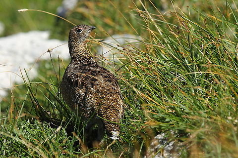 Rock Ptarmigan  Geotagged,Lagopus muta,Rock Ptarmigan,Slovenia,Summer