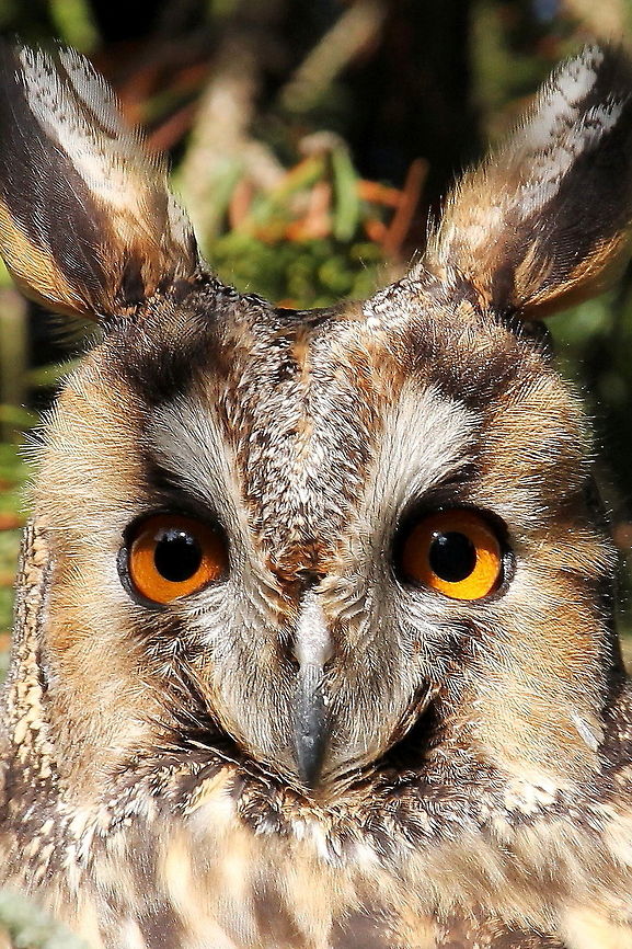 The long eared owl Photo was taken in Slovenian forest. Asio otus,Geotagged,Long-eared Owl,Slovenia,Winter