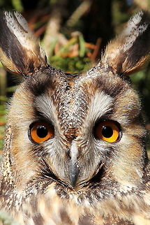 The long eared owl Photo was taken in Slovenian forest. Asio otus,Geotagged,Long-eared Owl,Slovenia,Winter