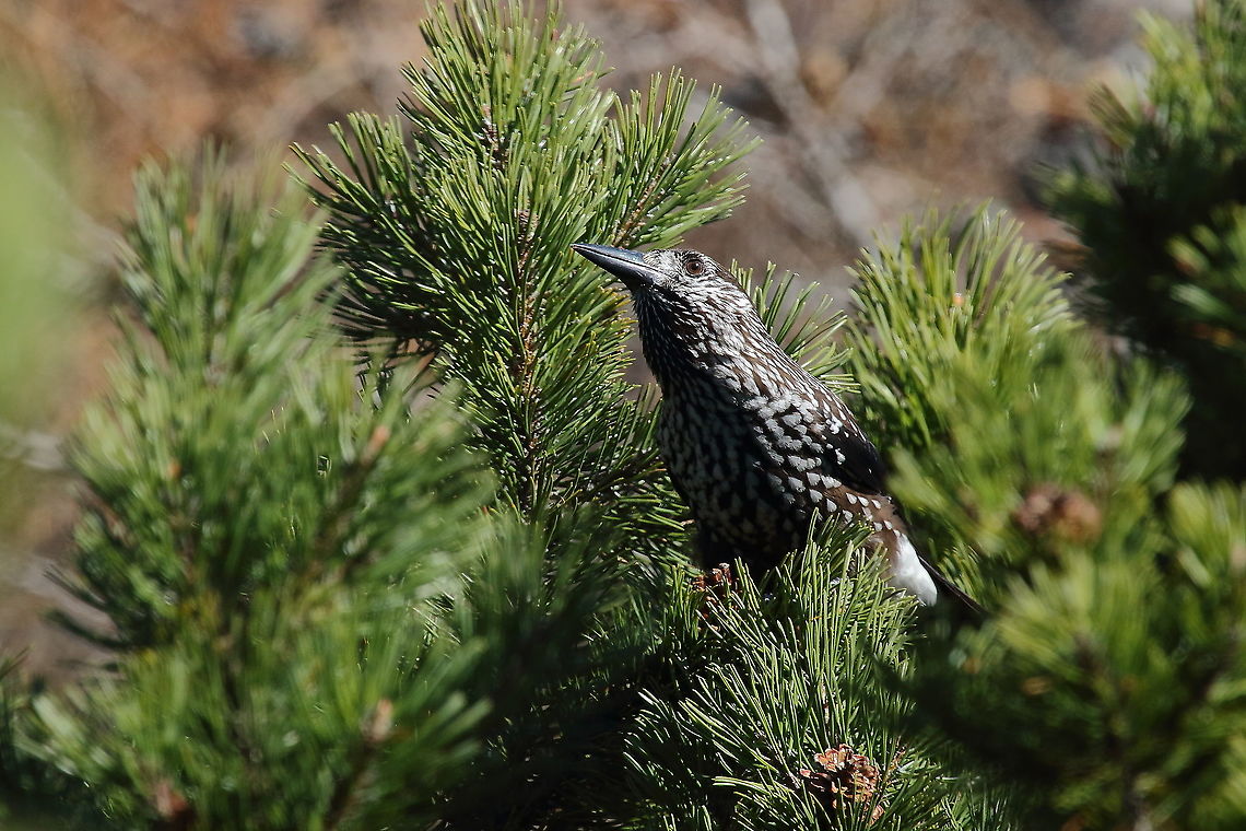 Spotted Nutcracker Photo was taken in Slovenian Alps.  Fall,Geotagged,Nucifraga caryocatactes,Slovenia,Spotted Nutcracker
