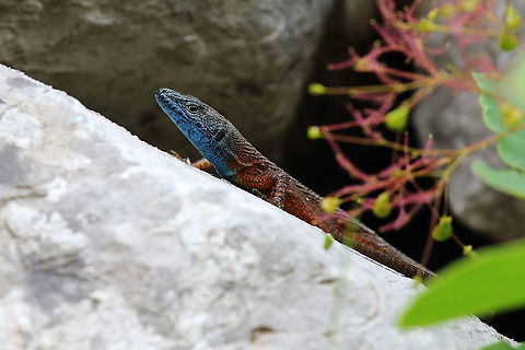 Črnopikčasta kuščarica  Algyroides nigropunctatus,Blue-throated keeled lizard,Geotagged,Slovenia,Spring
