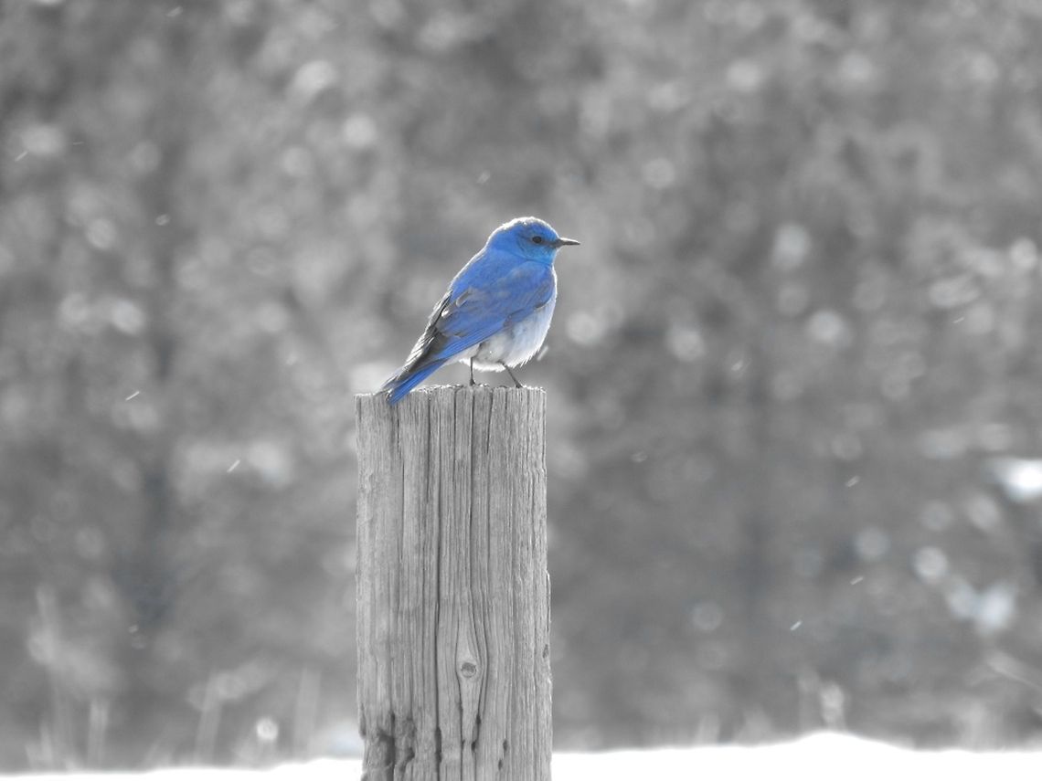 The Beautiful Mountain Bluebird I photographed this Mountain Bluebird at my Estes Park home. He sat and posed for me while I took picture after picture (despite the cold weather)! Mountain Bluebird,Sialia currucoides