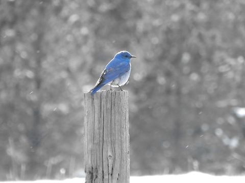 The Beautiful Mountain Bluebird I photographed this Mountain Bluebird at my Estes Park home. He sat and posed for me while I took picture after picture (despite the cold weather)! Mountain Bluebird,Sialia currucoides