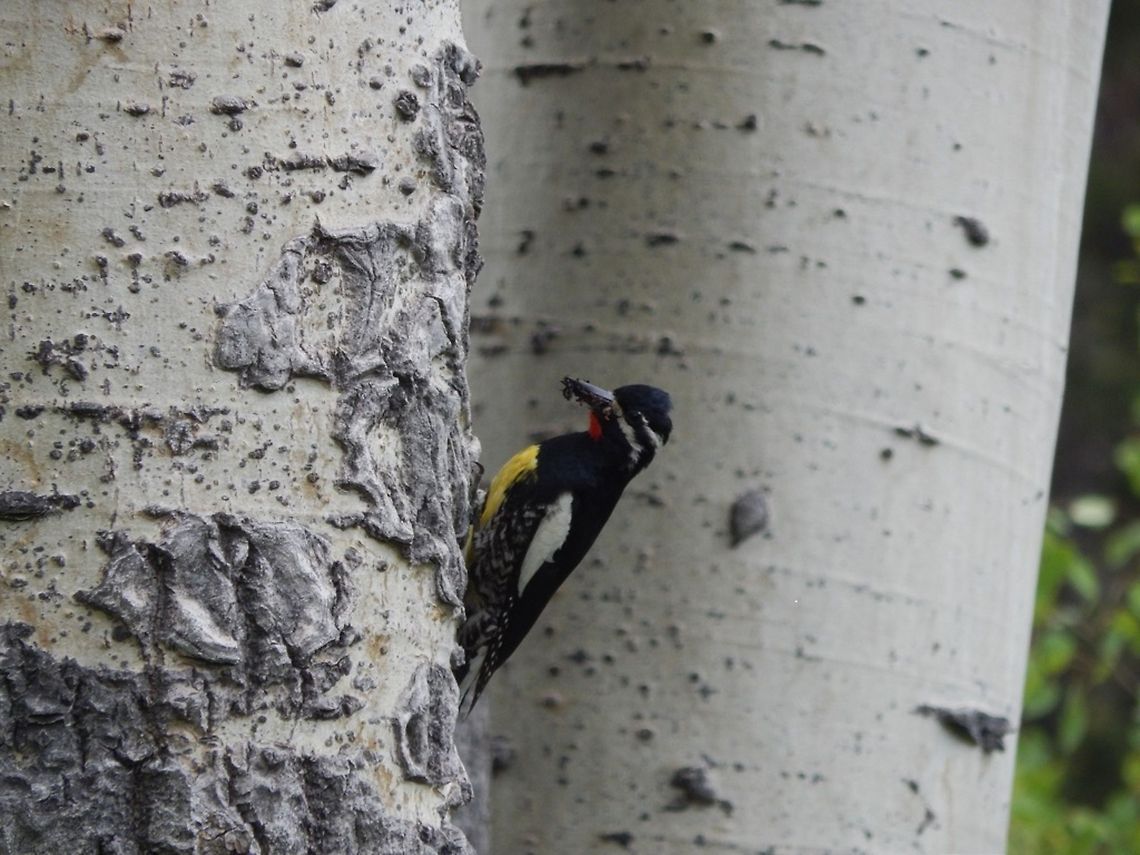 Williamson's sapsucker My ornithologist buddy and I sat on a log in the middle of a swampy bog for hours watching this male and his mate deliver food to their hungry babies. Sphyrapicus thyroideus,Williamson's sapsucker