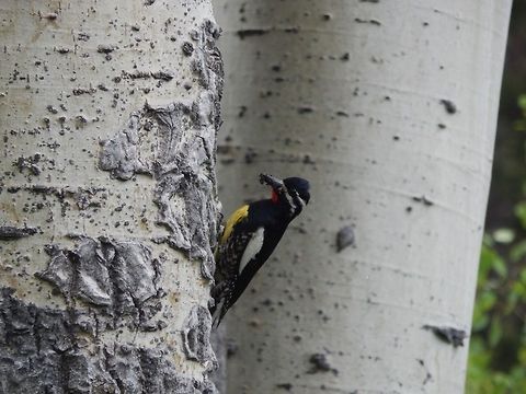 Williamson's sapsucker My ornithologist buddy and I sat on a log in the middle of a swampy bog for hours watching this male and his mate deliver food to their hungry babies. Sphyrapicus thyroideus,Williamson's sapsucker