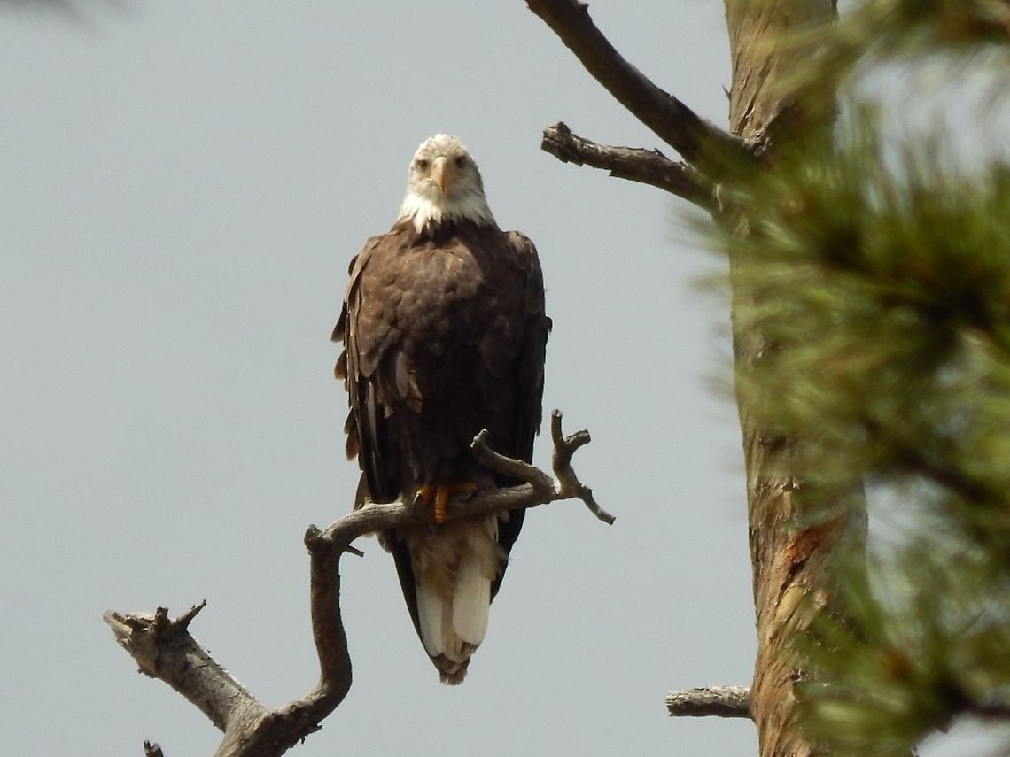 The Majestic eagle This beautiful bird was siting in a tree while I sat and took pictures. It proceeded to fly to a nearby pond and catch a fish. Bald Eagle,Geotagged,Haliaeetus leucocephalus,United States