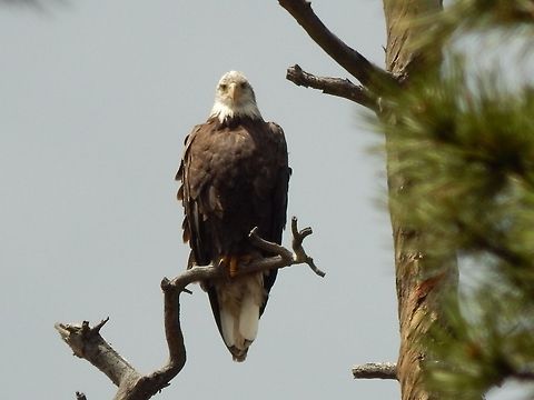 The Majestic eagle This beautiful bird was siting in a tree while I sat and took pictures. It proceeded to fly to a nearby pond and catch a fish. Bald Eagle,Geotagged,Haliaeetus leucocephalus,United States