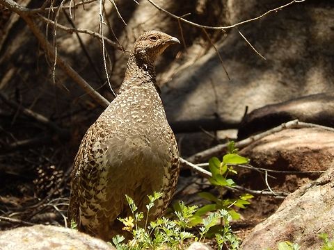 The Noble Grouse This beautiful mother grouse and her six chicks ran around eating different flowers near cub lake. Dendragapus obscurus,Dusky Grouse,Geotagged,United States