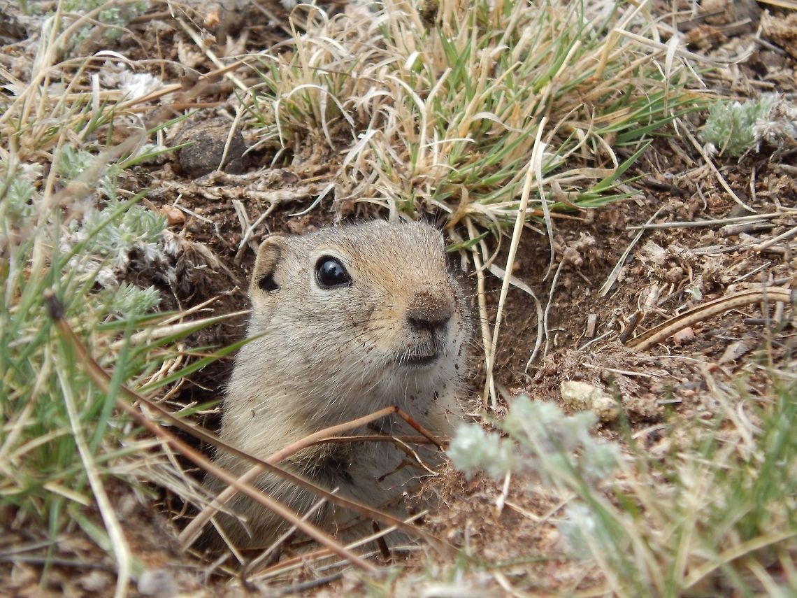 Peekaboo! This little fella kept popping in and out of his burrow while I photographed him. Geotagged,United States,Urocitellus elegans,Wyoming ground squirrel