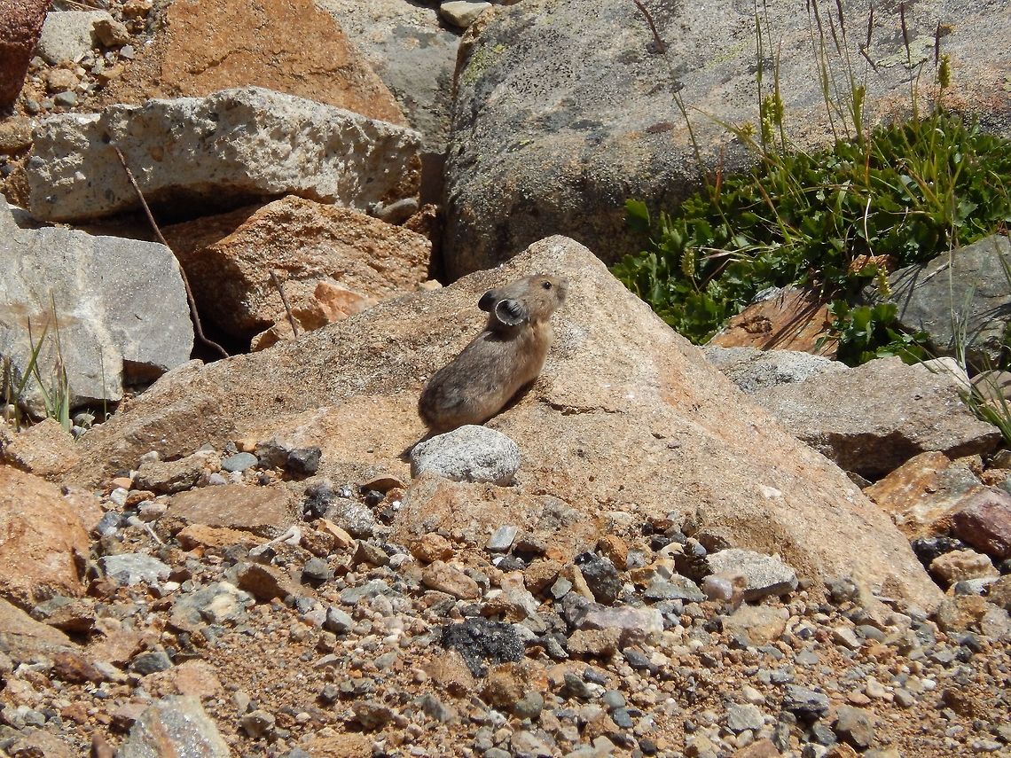 The Curious Pika This Pika was running about, getting a mouthful of grass, then returning to its cave. American pika,Geotagged,Ochotona princeps,United States