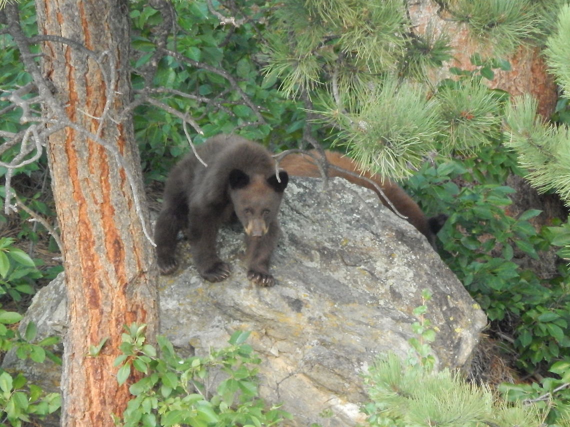The Black Bear Cub This Black Bear family of three came into a rather busy part of town, causing quite a commotion. The mother led the cubs around teaching them  which berries were good and not good to eat.