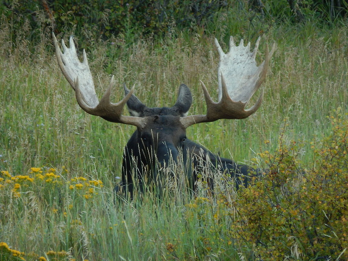 Can You See Me? This big boy was wandering around a local lake before settling down for the night. Alces alces,Moose
