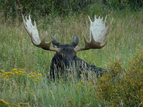 Can You See Me? This big boy was wandering around a local lake before settling down for the night. Alces alces,Moose