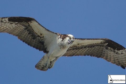 Osprey Osprey flying over the Gulf of Mexico in Orange Beach Alabama Osprey,Pandion haliaetus