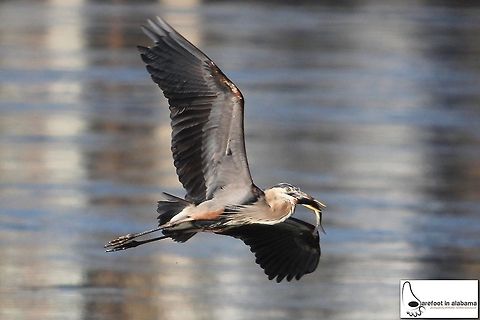 Great Blue Heron Great Blue Heron with prey over the Tennessee River at Wilson Dam Ardea herodias,Great Blue Heron