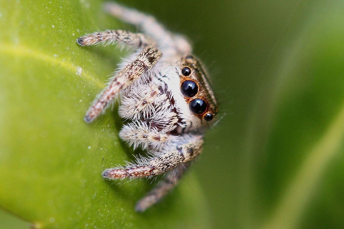Tiny Jumping Spider Jumping Spider on Boxwood leaf.  You don&#039;t realize how small he is from the pic until you think about the size of the leaf of a boxwood bush.