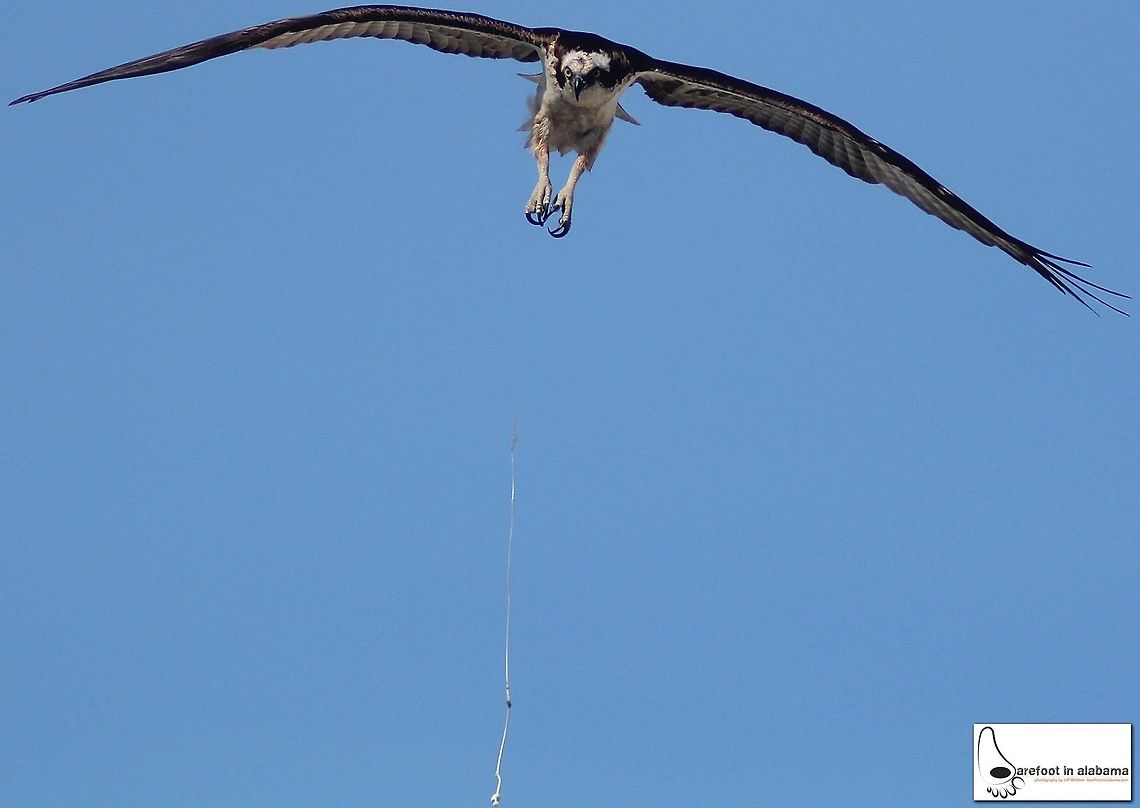 Osprey over Orange Beach, AL Guess this guy wasn't too pleased about condo occupants using the swimming pool below his nest :)