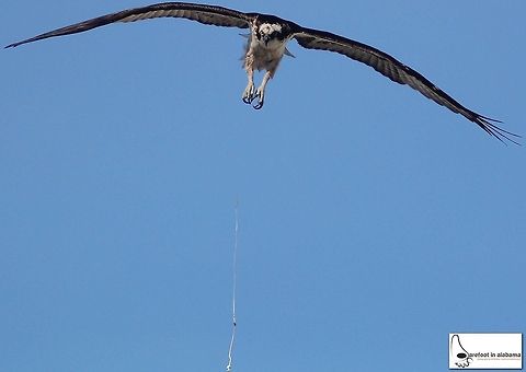 Osprey over Orange Beach, AL Guess this guy wasn't too pleased about condo occupants using the swimming pool below his nest :)