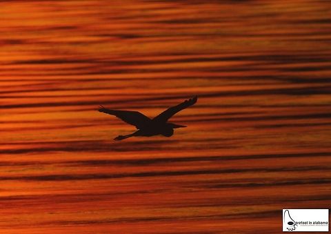 Blue Heron at Sunset Great Blue Heron over Tennessee River Ardea herodias,Great Blue Heron