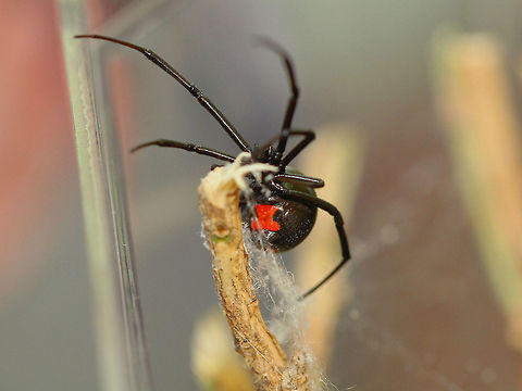 Stella the Widow Southern Black Widow that is part of a spider terrarium that sits in my office. Latrodectus mactans,Southern black widow