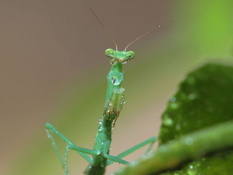 Mabel This is Mabel.  She is a mantis that lives on the lemon tree in my office.  She is the offspring of about a 5" mantis that lived on my lemon tree last year.  She's about an 1" long right now but hopefully will get as large as her mother did last year.  She loves water from a spray bottle so this pic is right after giving her a drink. Chinese Mantis,Geotagged,Tenodera sinensis,United States