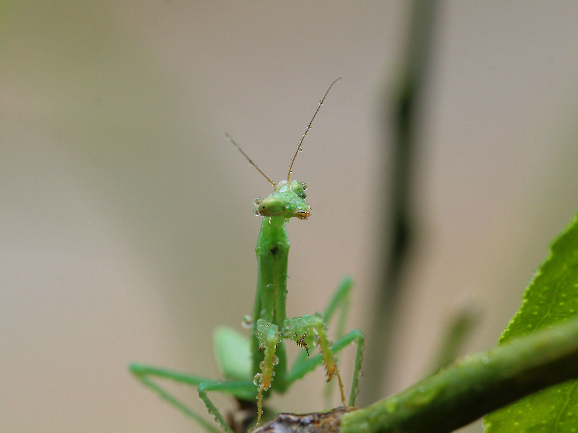 More Mabel  European Mantis,Mantis religiosa