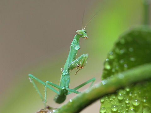 One more of Mabel  European Mantis,Mantis religiosa