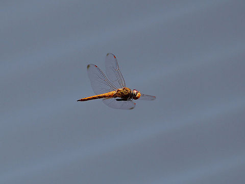 Dragonfly in Flight Dragonfly in Flight Pantala flavescens,Wandering Glider