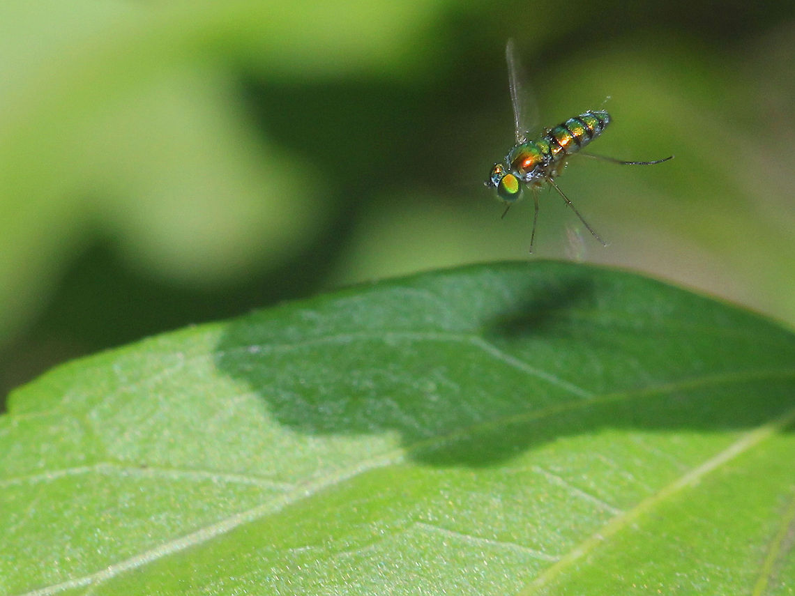 Long Legged Fly - Dolichopodidae Long Legged Fly