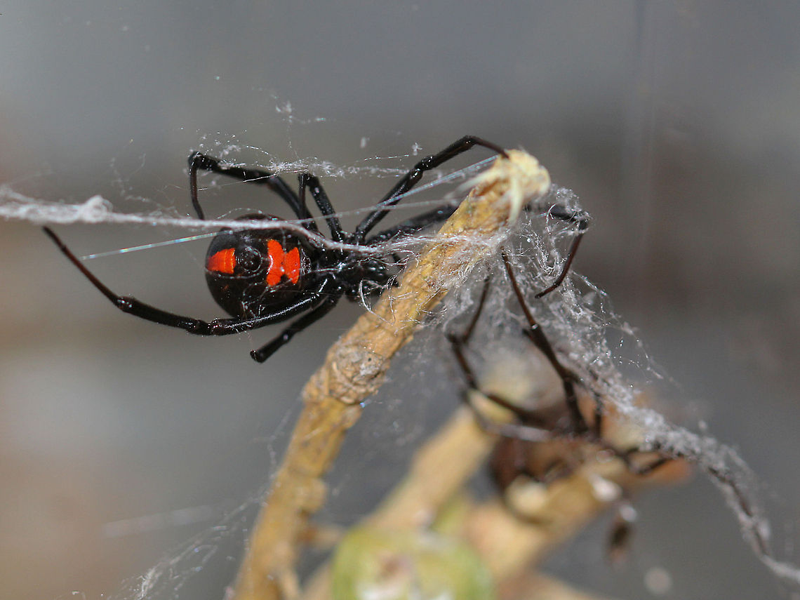 Bad Day to be a Black Widow Male This is Stella, the widow that lives in a terrarium on my desk.  In the right of the picture is a male widow as best as I can tell, but after being out of town for 4 days, there wasn't much remaining, but the body shape, white markings, etc. make me think so.  Now for the creepy part.  I have no idea how it got in there as her terrarium is sealed except when I feed her a couple of times a week.  None the less, bet he wishes he hadn't have figured out a way in.  Guess I will know for sure when an egg sac appears.  Thanks for looking. Black Widow,Geotagged,Latrodectus mactans,Southern black widow,United States,male black widow