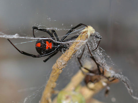 Bad Day to be a Black Widow Male This is Stella, the widow that lives in a terrarium on my desk.  In the right of the picture is a male widow as best as I can tell, but after being out of town for 4 days, there wasn't much remaining, but the body shape, white markings, etc. make me think so.  Now for the creepy part.  I have no idea how it got in there as her terrarium is sealed except when I feed her a couple of times a week.  None the less, bet he wishes he hadn't have figured out a way in.  Guess I will know for sure when an egg sac appears.  Thanks for looking. Black Widow,Geotagged,Latrodectus mactans,Southern black widow,United States,male black widow